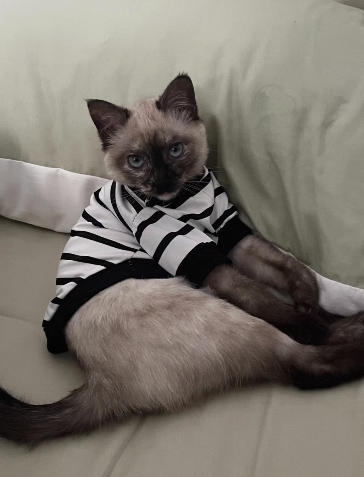 4个月的暹罗妹妹 疫苗三针加狂犬全部打完 性格好 粘人